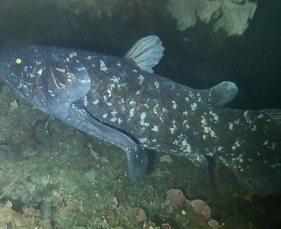 Ryba z głębin zaskoczyła naukowców. Może żyć nawet 100 lat