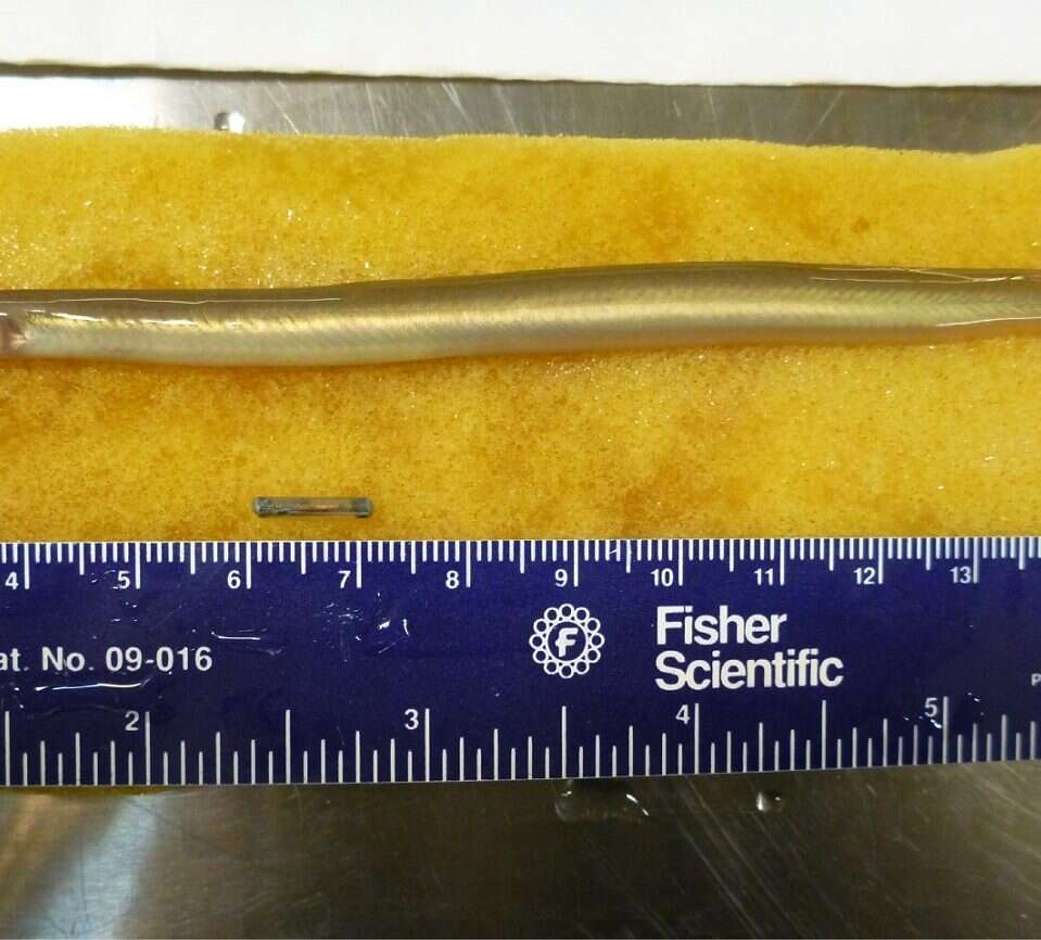 Rekordowo mały lokalizator ryb ma umożliwić śledzenie ich populacji