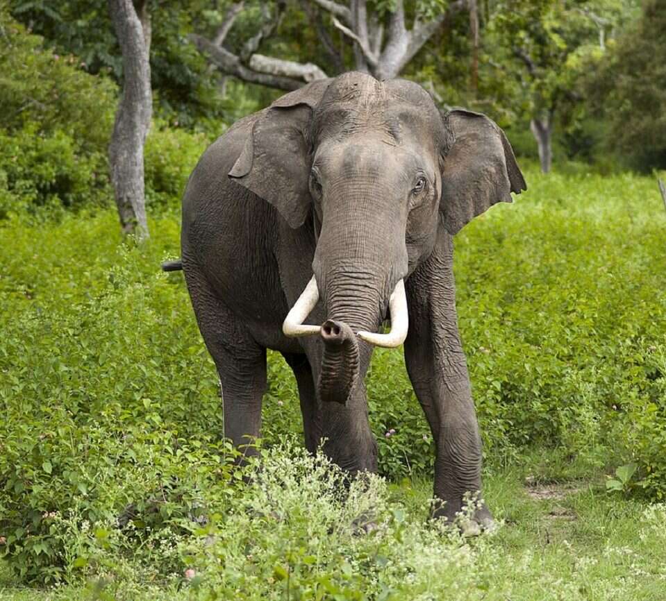 Słonie przeszły 500-kilometrowy obszar Chin i nikt nie wie, dlaczego tak się stało