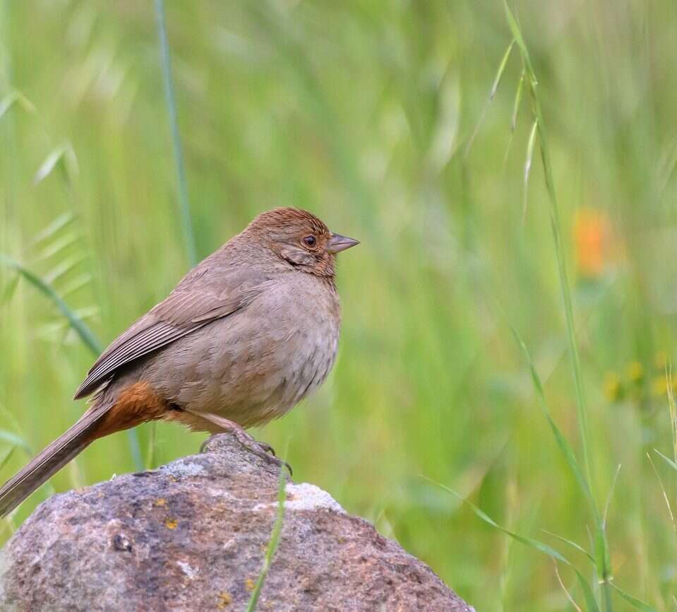 Śpiew ptaków i ludzka mowa mogą mieć ze sobą zaskakująco dużo wspólnego