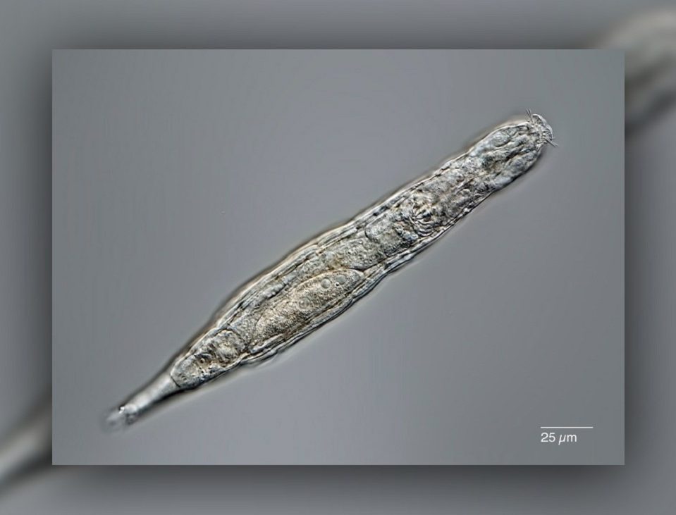 Naukowcy rozmrozili "zombie" uwięzione w wiecznej zmarzlinie przez 24 000 lat