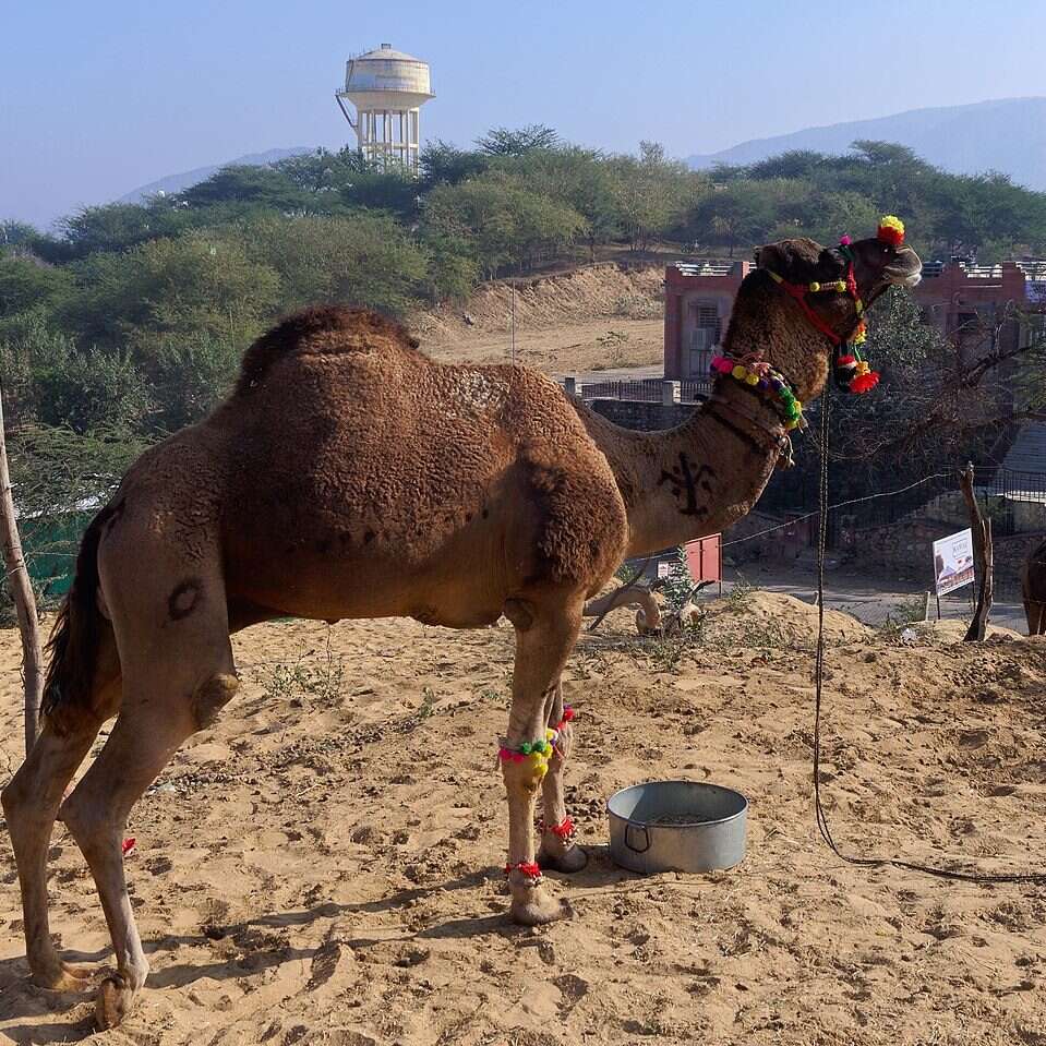 Wielbłądy mogą pozostawać bez wody przez wiele dni. Właśnie poznano ich kolejny sekret
