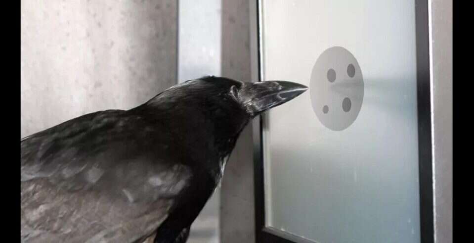 Wrony wiedzą, czym jest zero. Ta koncepcja była przez długi czas obca ludziom