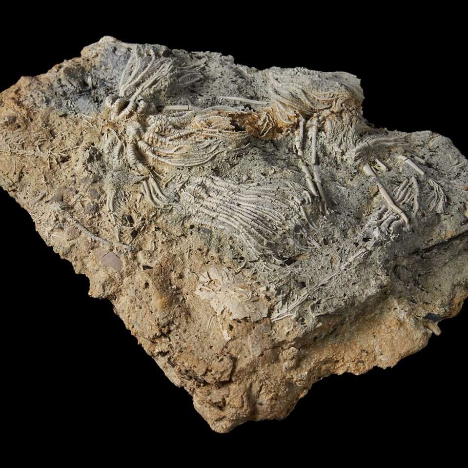 Jurajskie Pompeje - odkryto niezwykłe skamieniałości szkarłupni