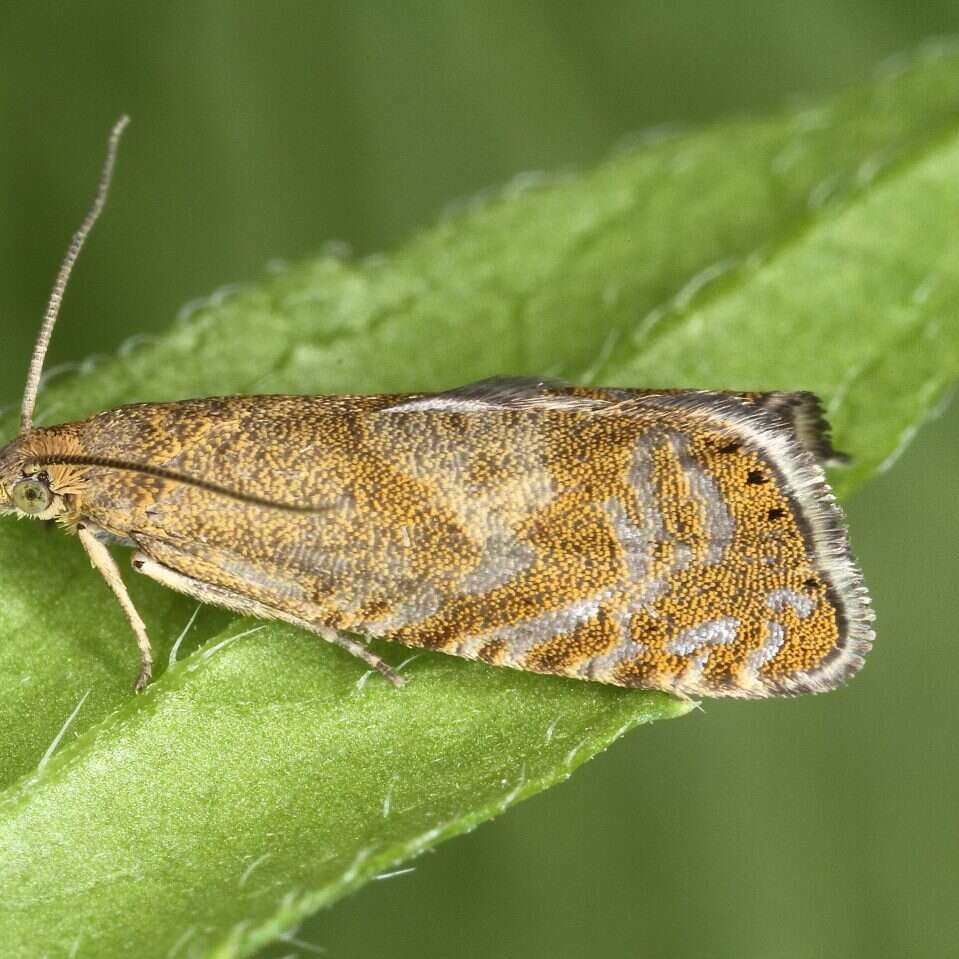 Nowy gatunek ćmy i tajemnica sprzed 180 lat