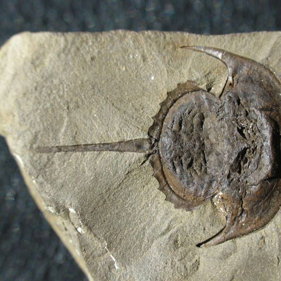 Niesamowicie zachowany mózg skrzypłocza sprzed 310 mln lat