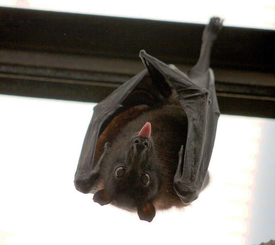 W argentyńskiej jaskini znaleziono szczątki gigantycznego nietoperza. Może pochodzić sprzed 100 tysięcy lat