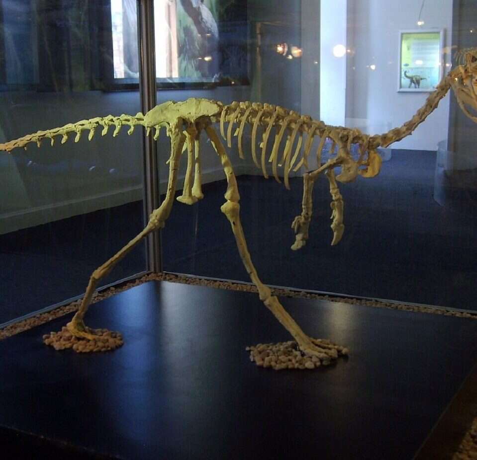 Z zabójcy w mrówkojada. Jak te dinozaury doświadczyły nietypowych zmian?