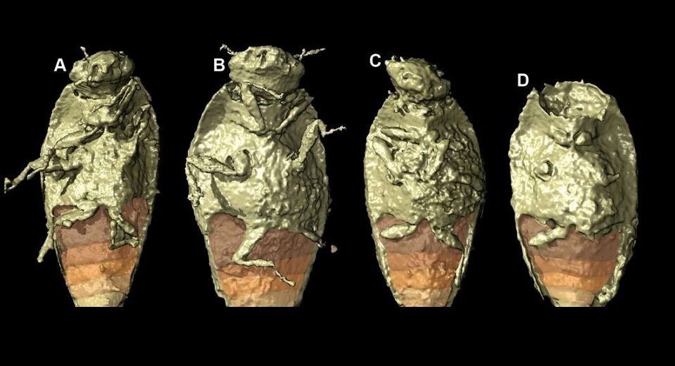 Odchody dinozaura cenniejsze od pozostałych. Znaleziono w nich owada z okresu triasu