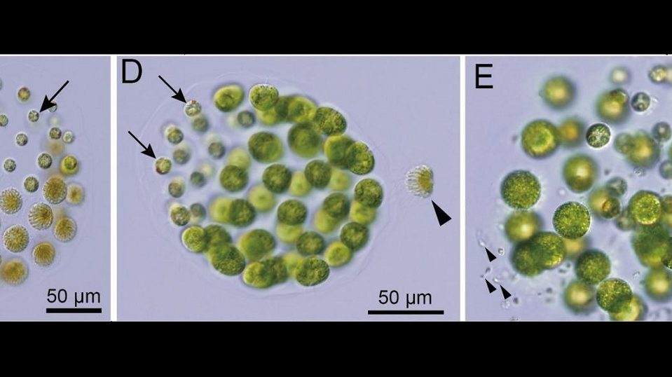 Istnieje trzecia płeć. Niezwykłe odkrycie dotyczące glonów