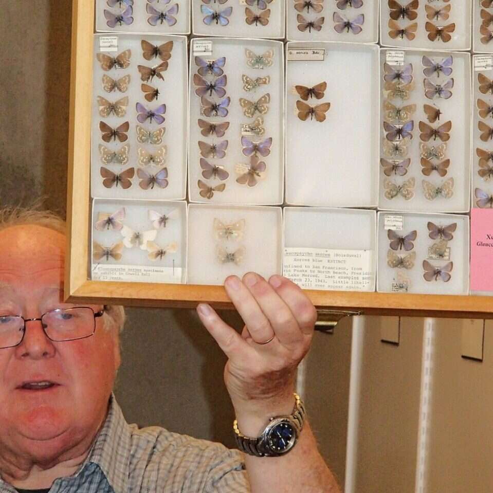 Amerykański gatunek motyla jest pierwszym, który wyginął tam z winy ludzi