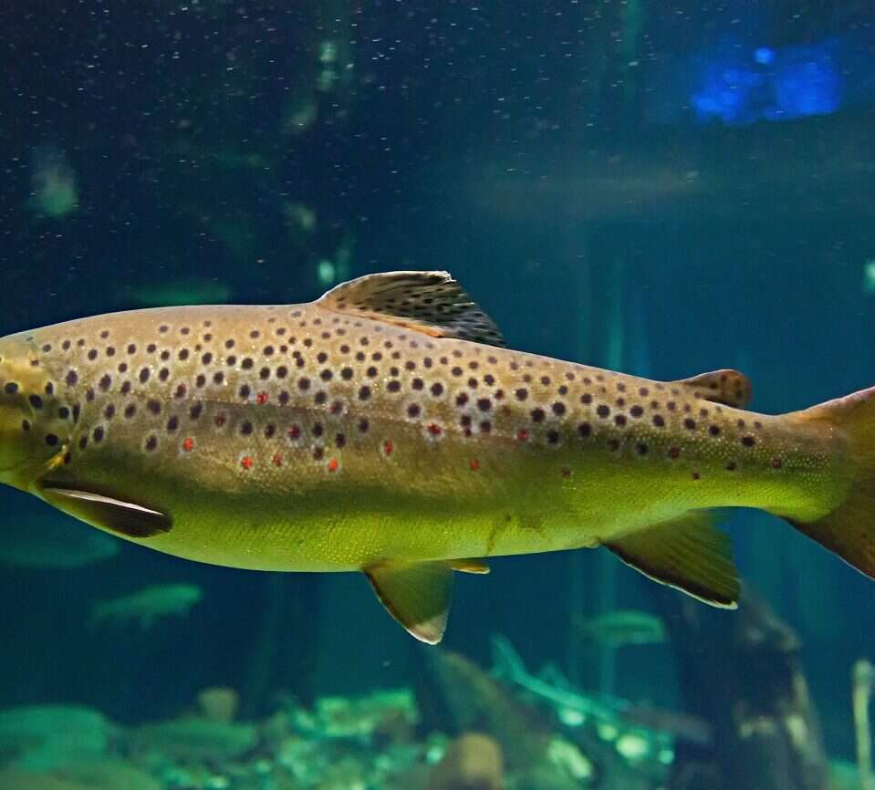 Ryby uzależniają się od metamfetaminy. Wszystko przez ludzi