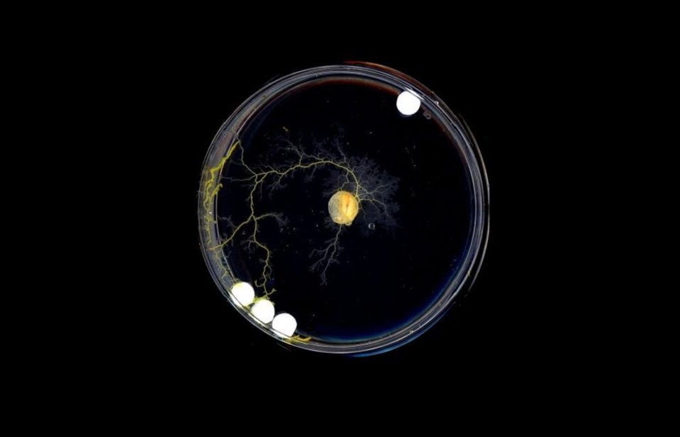 Śluzowiec nie ma mózgu, a wie gdzie się przemieszczać. Nawet wtedy, jeśli wcześniej tam nie była