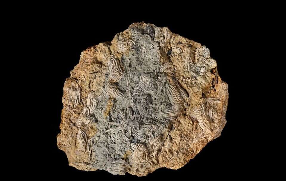 Znaleźli cmentarzysko skamieniałości. W odkryciu pomogło Google Earth