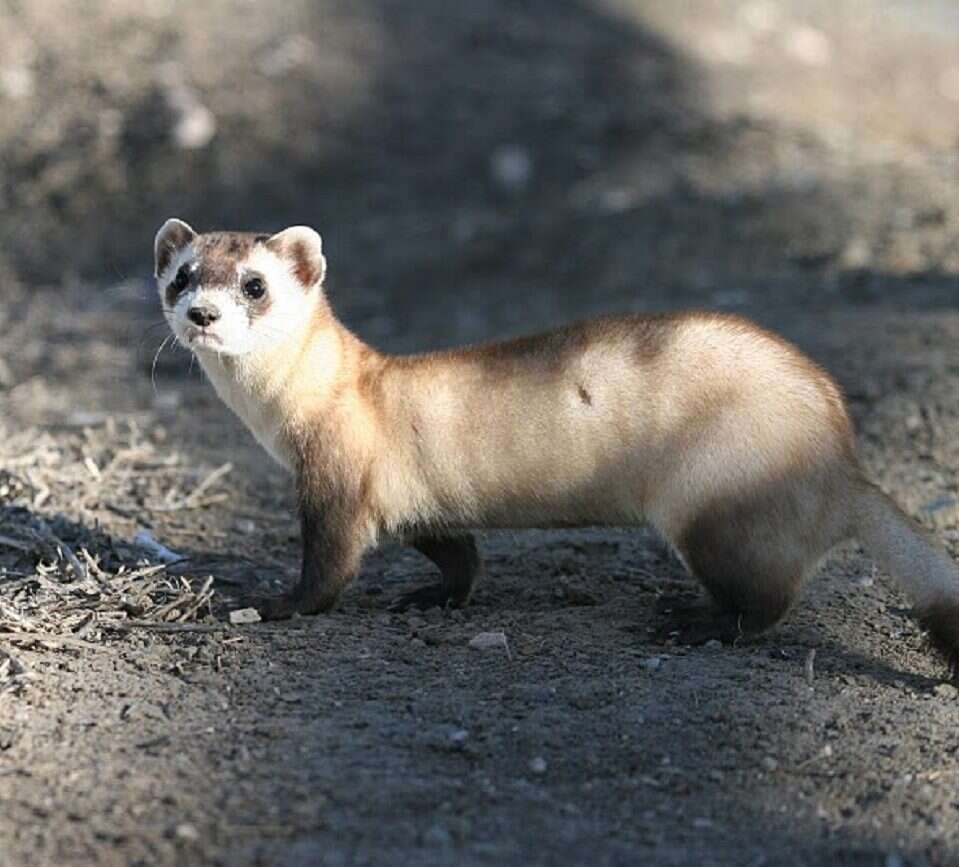 Przywrócili do życia zwierzę sprzed 33 lat. Pomogła metoda klonowania