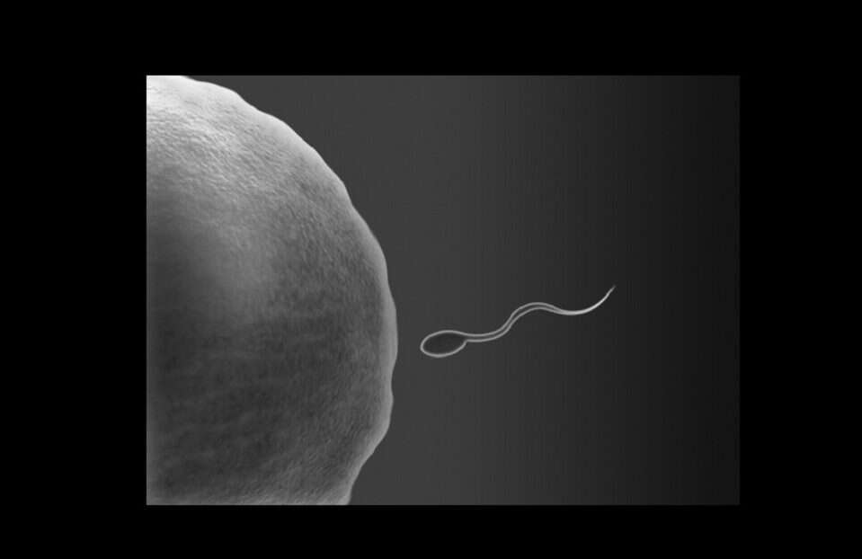 Zapłodnienie generuje mikroskopijne fajerwerki. Zobaczcie, jak cynk wpływa na ten proces