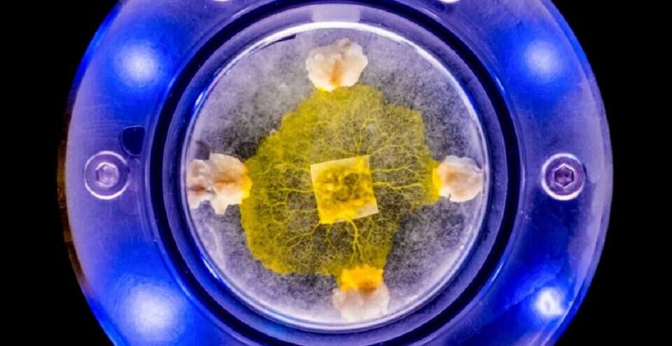 Nie ma mózgu ani ust, ale potrafi jeść i dzieli się na ponad 700 płci. Niedawno poleciał w kosmos