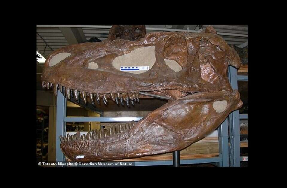 Oto prawdopodobnie nieznany wcześniej gatunek tyranozaura