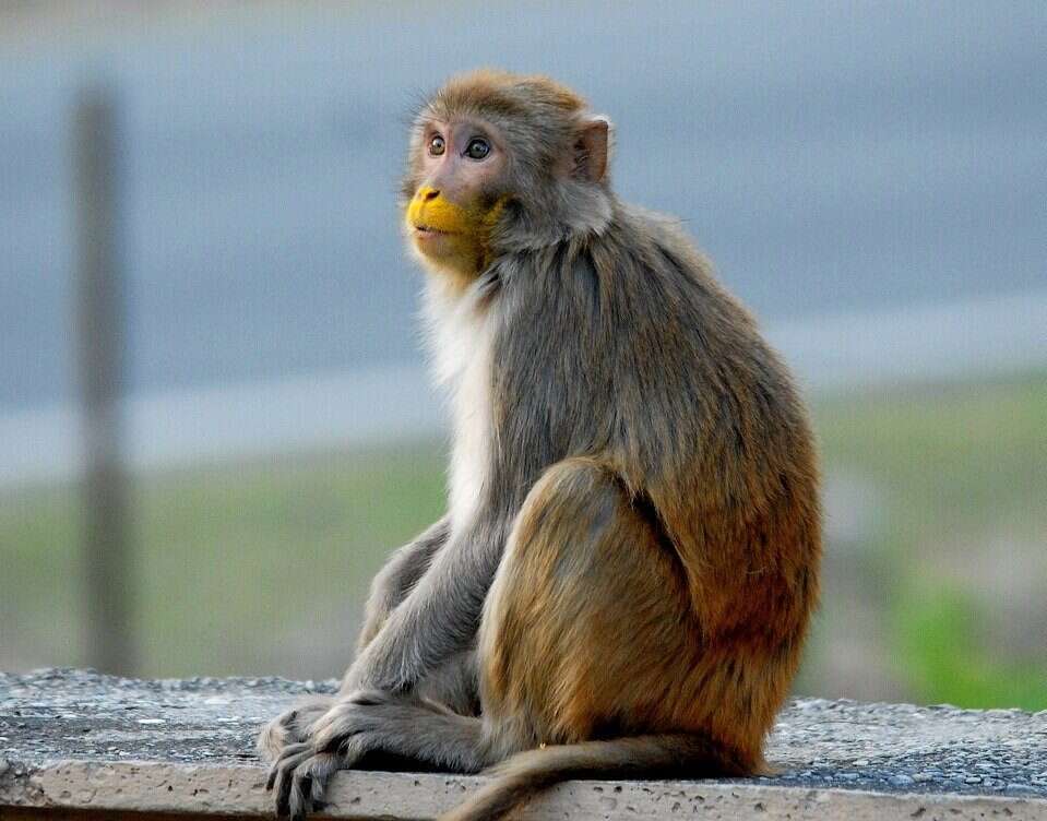 Powstał pierwszy na świecie obraz mózgu małpy w 3D i wysokiej rozdzielczości