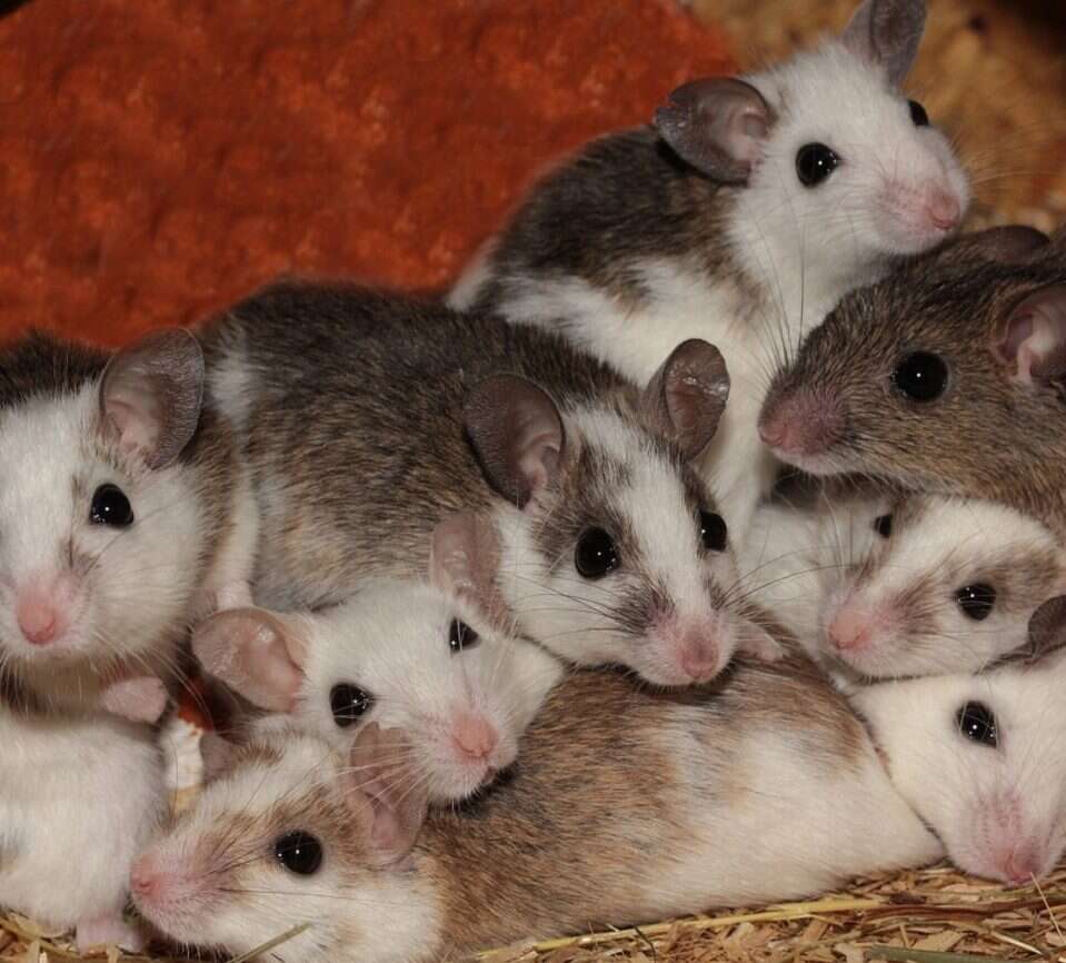 Zobrazowali aktywność miliona mysich neuronów. Pomogła nowa technika