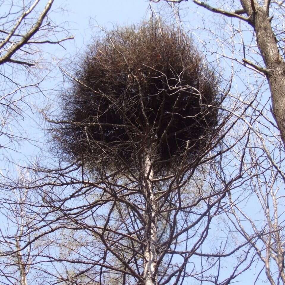 Czy rośliny mogą chorować na nowotwory?