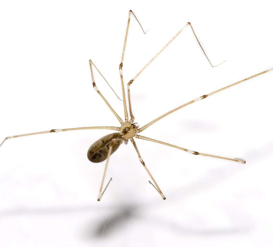 Genetycznie modyfikowane pająki mają krótsze nogi niż zazwyczaj