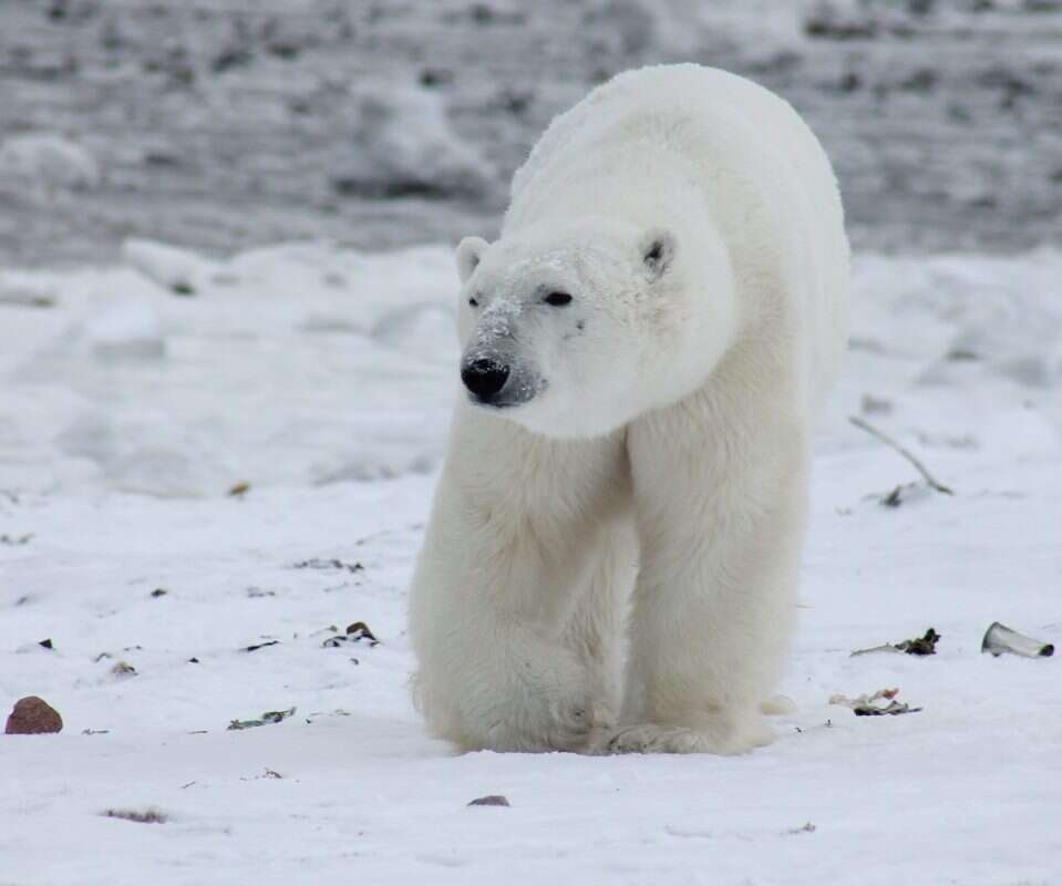 Niedźwiedź polarny potrafi posługiwać się narzędziami? Wyniki badań naukowców są zaskakujące