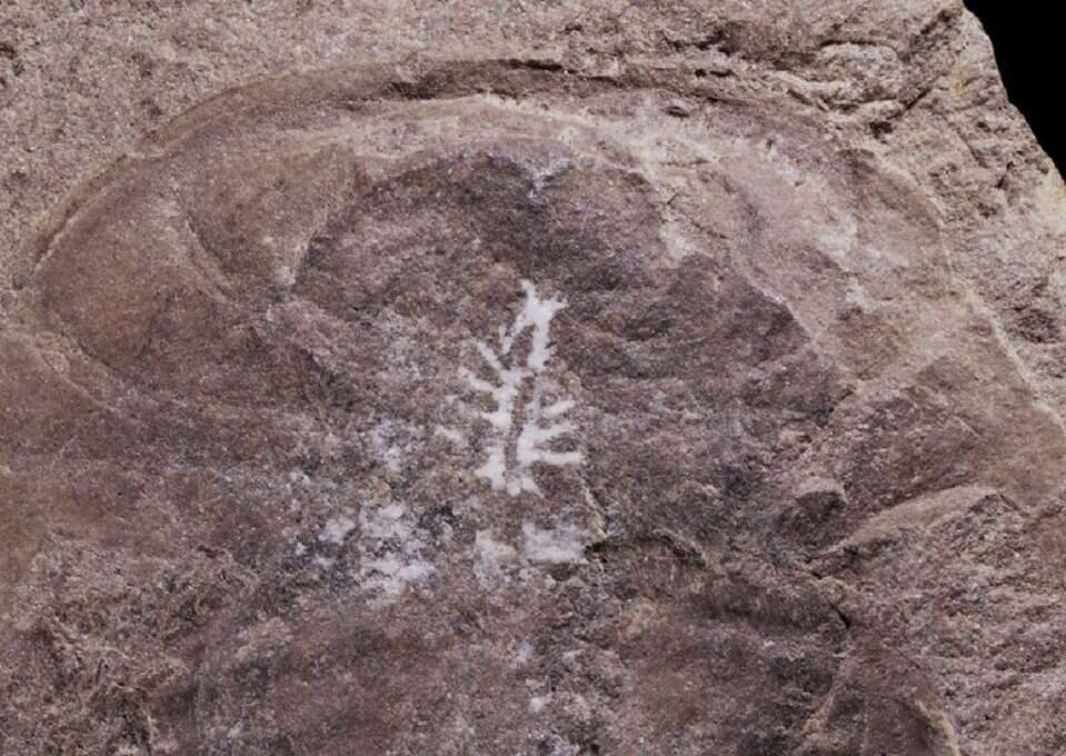 Mózg sprzed 310 milionów lat utrzymał się w zaskakująco dobrym stanie