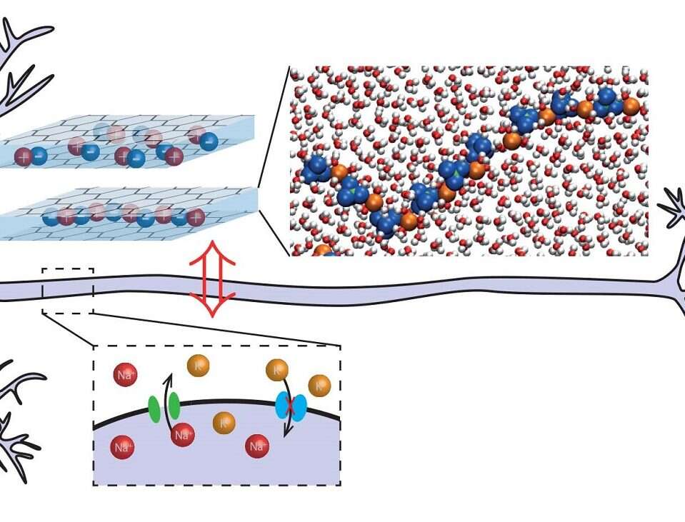 Syntetyczne komórki przechowujące wspomnienia? Naukowcy wykonali krok w do stworzenia sztucznego mózgu