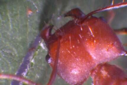 Wyjątkowość żuwaczek, dlaczego mrówki gryzą tak mocno