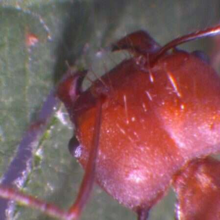 Wyjątkowość żuwaczek, dlaczego mrówki gryzą tak mocno