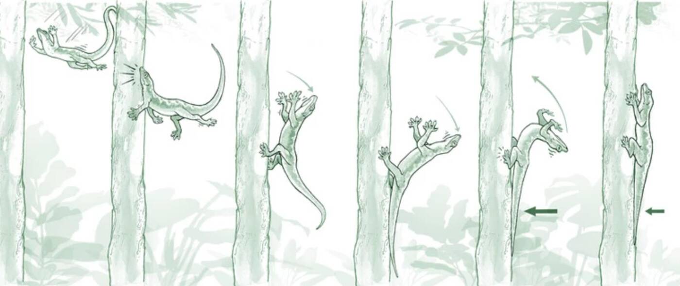 Jak lądują gekony? Odkrycie może zwiększyć możliwości robotów