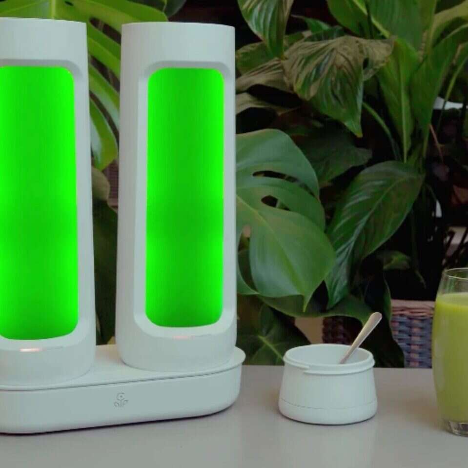 Domowa spirulina, hodowla prozdrowotnych alg z Bloom