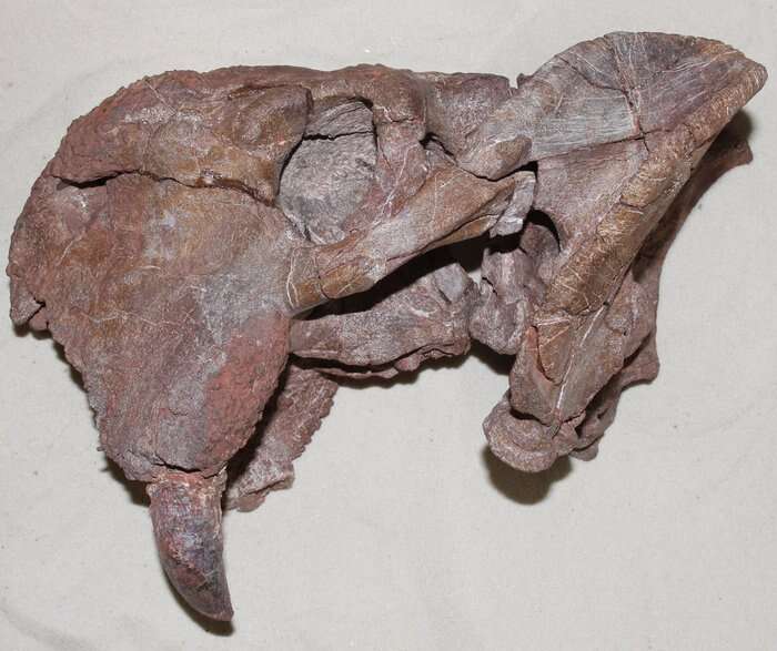 W jakich okolicznościach u zwierząt pojawiły się kły?