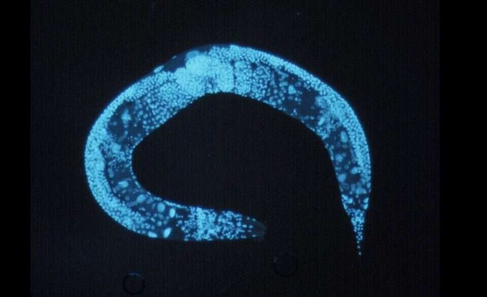 Uczenie maszynowe i zmysł węchu. W szkoleniu pomógł nietypowy organizm
