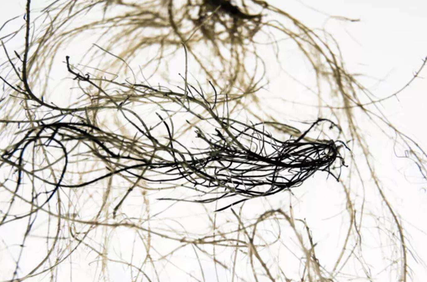 Rośliny jako magazyny energii. Naukowcy nadali ich korzeniom właściwości elektrycznych