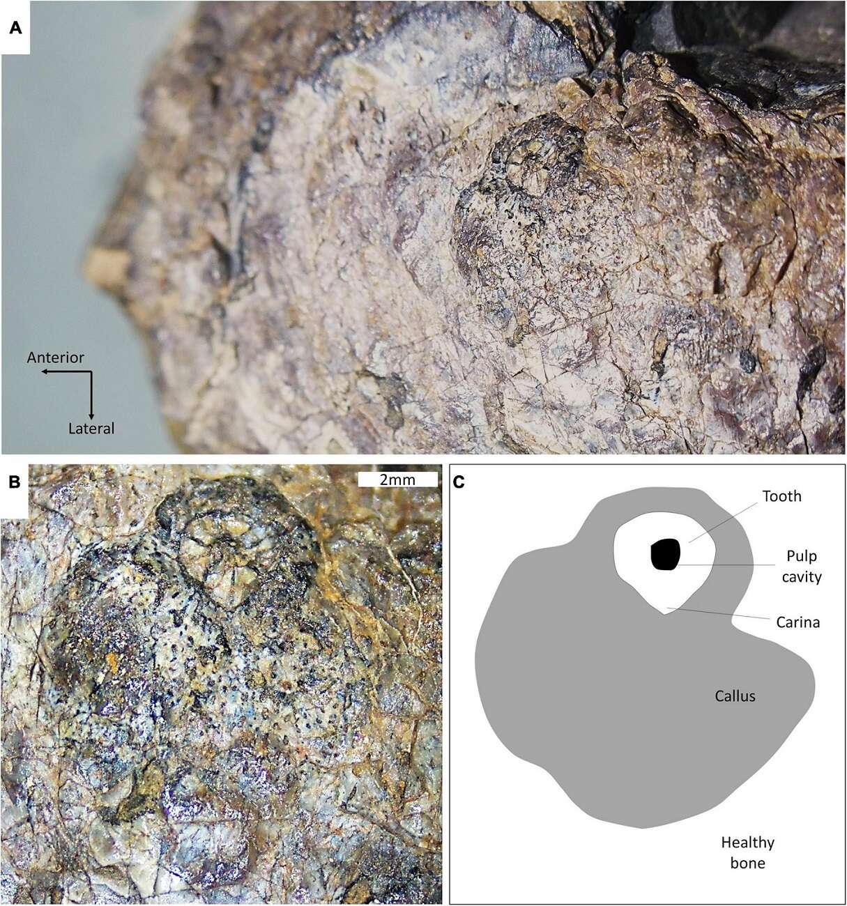 Gorgonopsy przejawiały współczesne zachowania. Te drapieżniki rządziły Ziemią jeszcze przed dinozaurami
