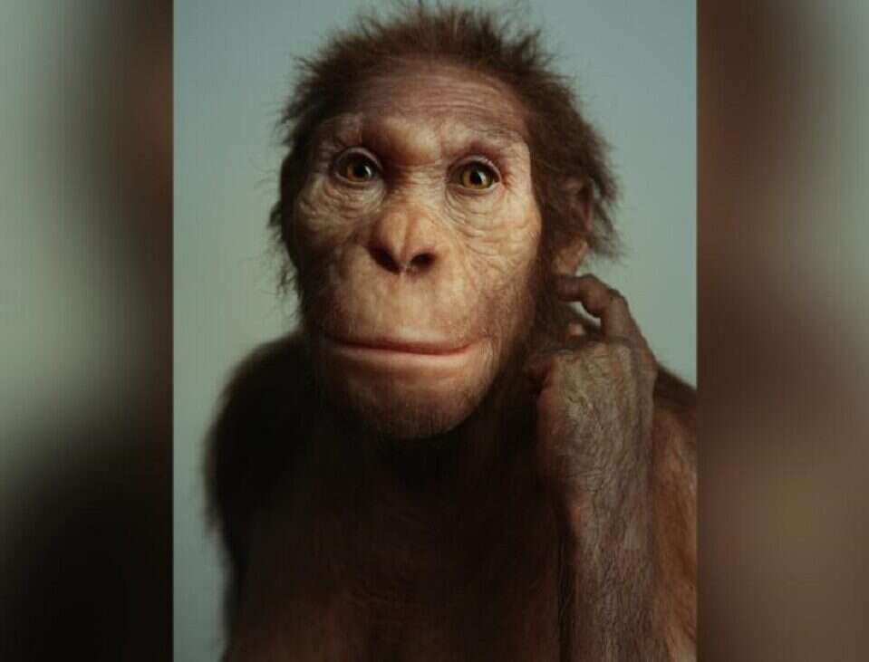 Brakujące ogniwo? Ten hominid chodził jak człowiek i wspinał się niczym małpa