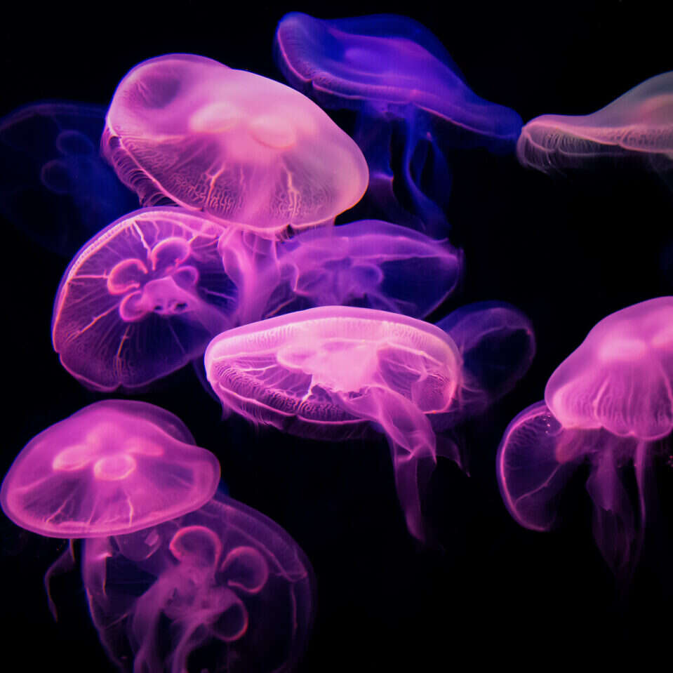 Meduzy odkrywają swoje tajemnice. Naukowcy umieją "czytać" w ich mózgach