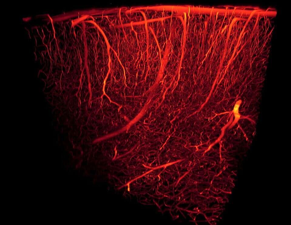 W jaki sposób naczynia krwionośne pomogą w pochłanianiu uranu z wody morskiej?