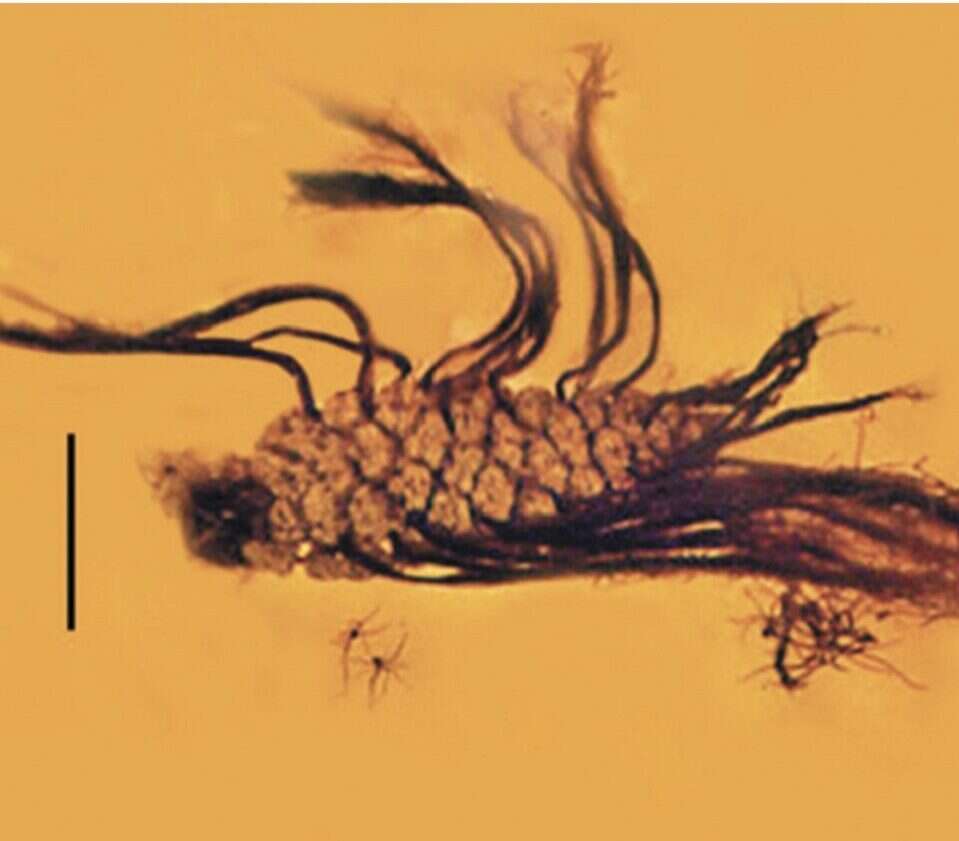 Szyszka sprzed milionów lat uwięziona w bursztynie jest dopiero drugą taką w historii
