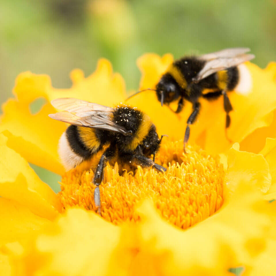 Im więcej bakterii jelitowych, tym mądrzejsze trzmiele. Tak samo jest u ludzi?