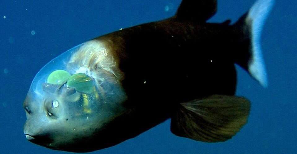 Ryba jak z kosmosu. Ma przezroczystą głowę i została niedawno uwieczniona na nagraniu