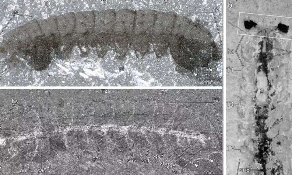 Zwierzę sprzed 500 mln lat ma świetnie zachowany układ nerwowy. Co można z nim zrobić?