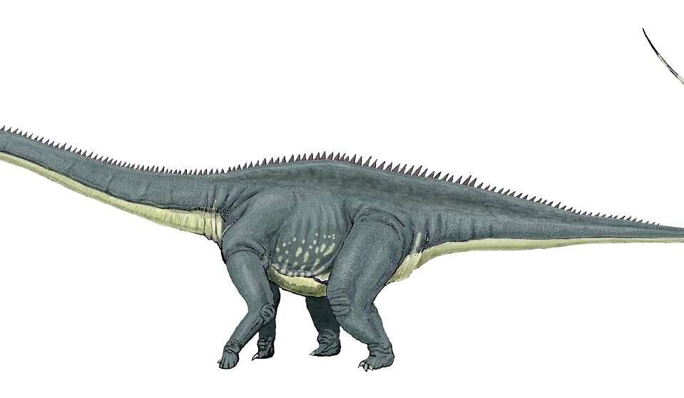 Diplodok ważył 50 ton, a jego przodek 40 kilogramów. Naukowcy przeanalizowali anatomię tych dinozaurów