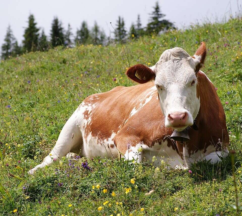 Rolnictwo komórkowe, czyli skąd pozyskać mleko bez udziału krowy?