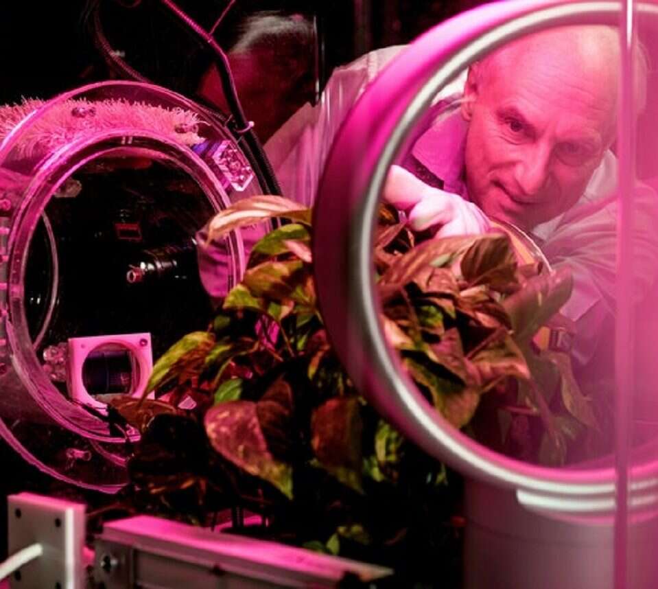 Mechaniczne drzewa pochłaniające CO2. Niezwykły pomysł na walkę ze zmianami klimatu