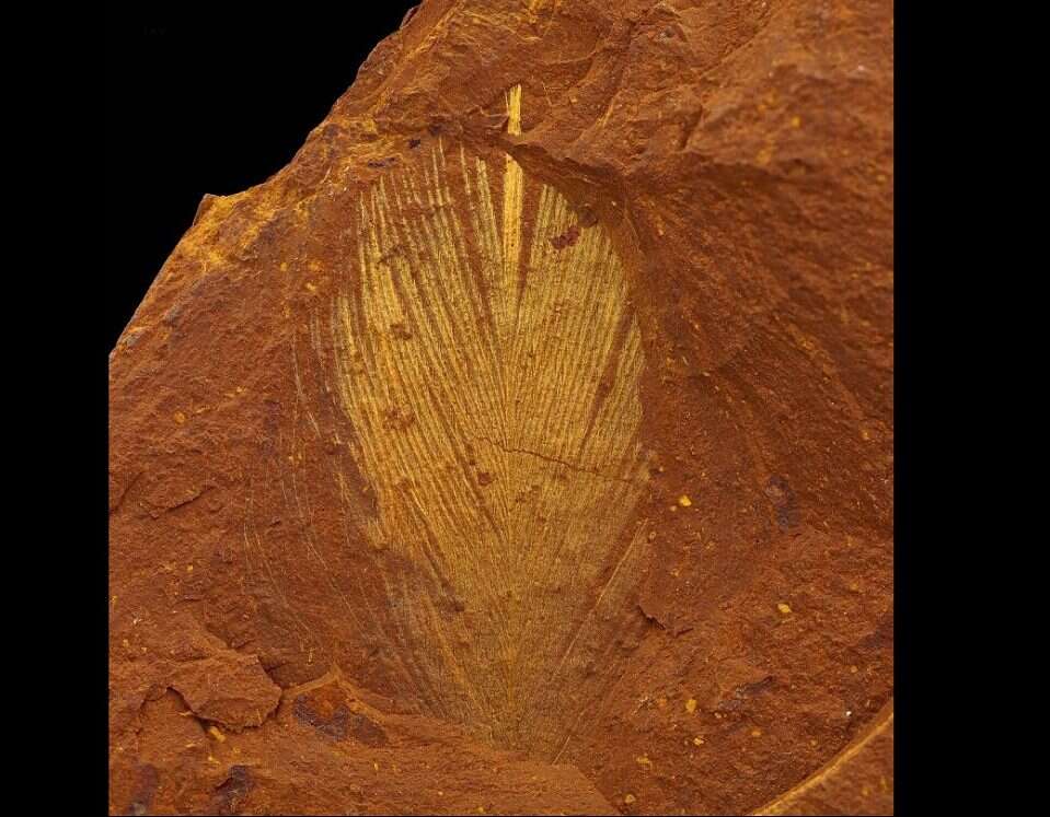 Naukowcy natrafili na świetnie zachowane skamieniałości. Bogactwo życia sprzed milionów lat