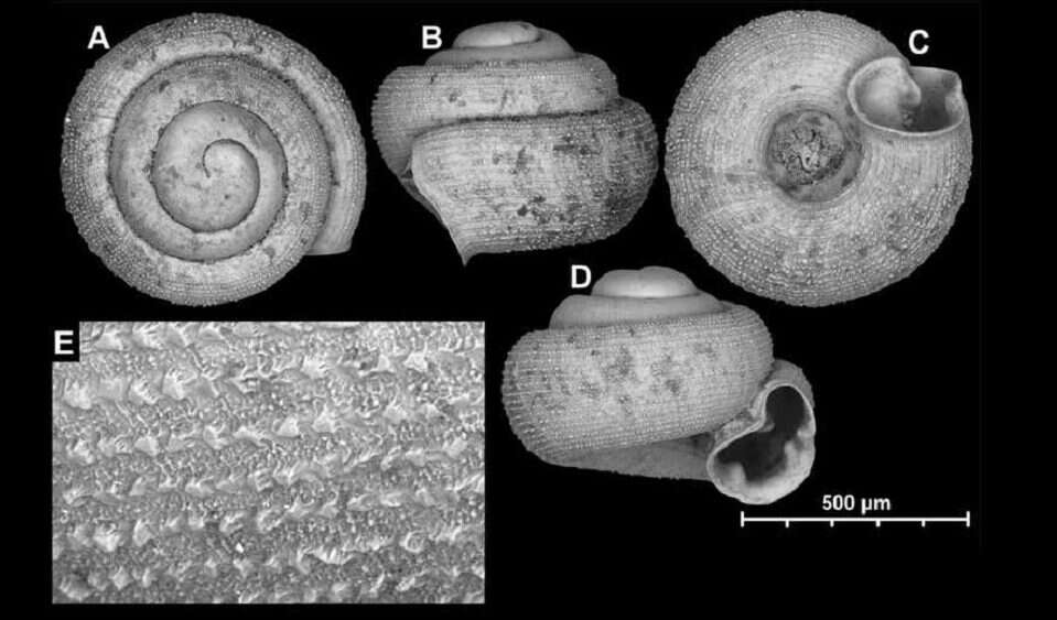 Ten ślimak zmieści się w ziarnku piasku. Aż trudno uwierzyć w jego rozmiary