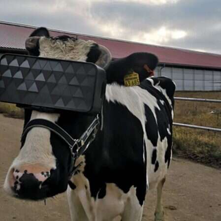 wirtualna-rzeczywistosc-krowy